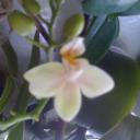 Елена Макимова